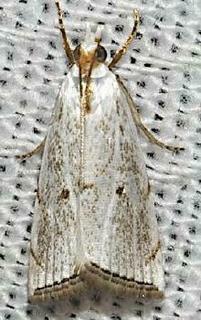 Argyria lacteella, Milky Urola Moth