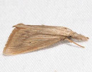 Diatraea crambidoides - Southern Corn Stalk Borer Moth -- Discover Life