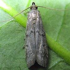 Vitula edmandsii - Dried-fruit Moth -- Discover Life