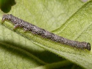 Campaea perlata, larva
