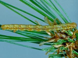 Caripeta angustiorata, larva