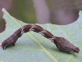 Timandra amaturaria, larva