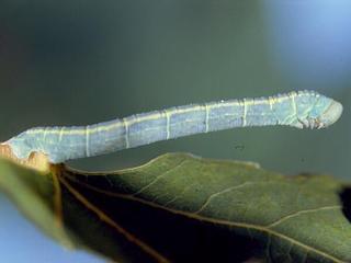Lobophora nivigerata, larva