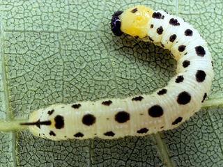 Ceratomia catalpae, larva