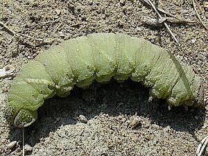 Amorpha juglandis, larva