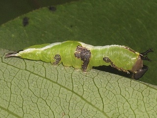 Heterocampa biundata, larva