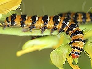 Utetheisa ornatrix, larva