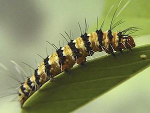 Utetheisa ornatrix, larva