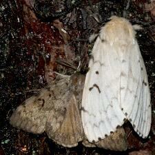 Lymantria dispar - Gypsy Moth -- Discover Life