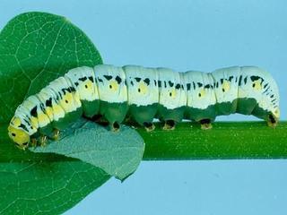 Calyptra canadensis, larva