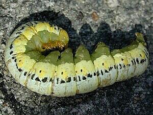 Calyptra canadensis, larva