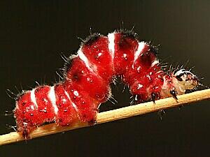 Exyra semicrocea, larva