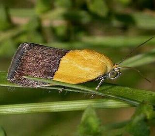 Ponometia semiflava, Half-yellow Moth