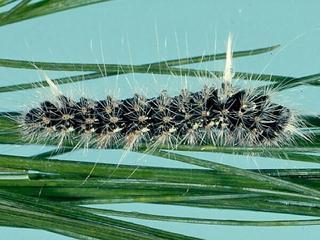 Panthea acronyctoides, larva