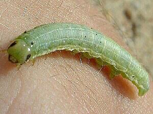 Loscopia velata, larva