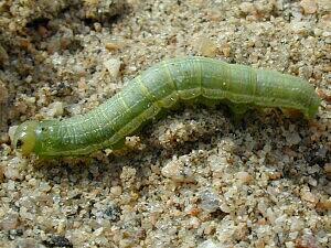 Loscopia velata, larva