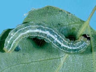 Ipimorpha pleonectusa, larva