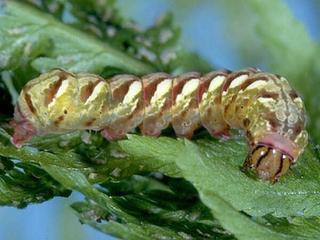 Callopistria mollissima, larva