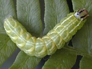 Callopistria mollissima, larva