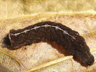 Elaphria nucicolora, larva