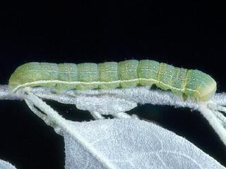 Xylena cineritia, larva