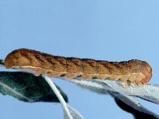 Xylena cineritia, larva