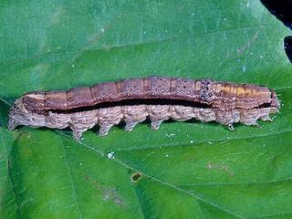Sympistis chionanthi, larva