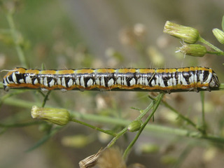Cucullia alfarata, larva