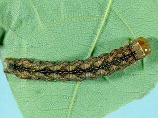 Polia nimbosa, larva