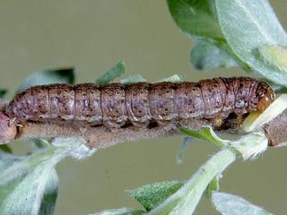 Polia richardsoni, larva