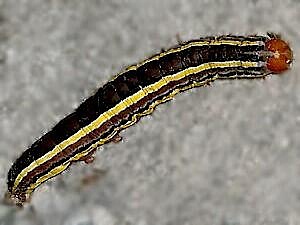 Trichordestra legitima, larva