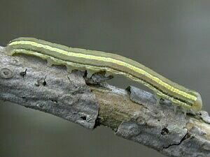 Trichordestra legitima, larva