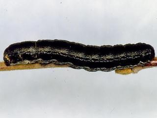 Actebia fennica, larva