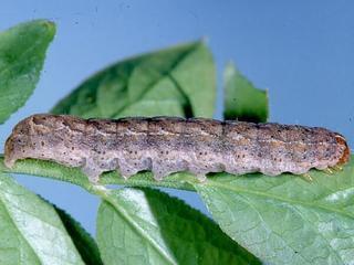 Xestia smithii, larva