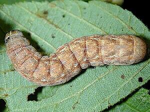 Xestia smithii, larva