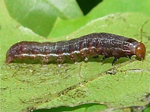 Pseudohermonassa bicarnea, larva