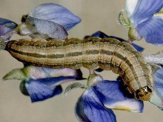 Schinia suetus, larva