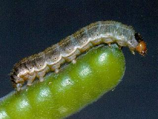 Schinia suetus, larva