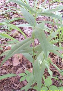 Eupatorium sessilifolium