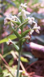 Platanthera clavellata