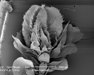 Frullania monocera, perianth bottom