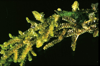 Frullania pycnantha, Liverwort