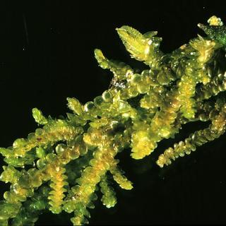 Frullania pycnantha, Liverwort
