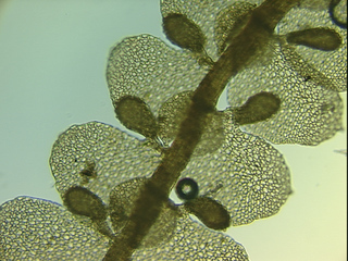Frullania intermedia, ventral view of stem