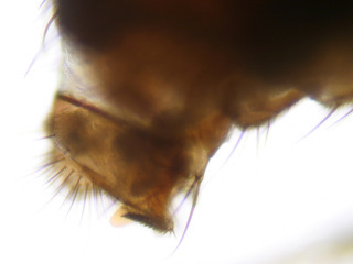 Scaptodrosophila deflexa