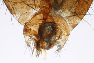 Drosophila obscura