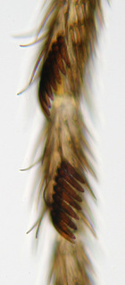 Drosophila obscura