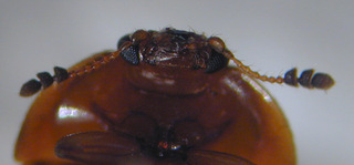 Cychramus luteus