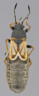 Ischnodemus sabuleti