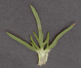 Ranunculus acris